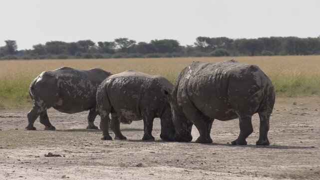 White Rhinoceros Adult and Calf Sparring in Open Savanna  interaction on flat, dry ground