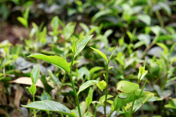 Fototapeta premium Young Green Leaves of Tea Plant in Outdoor Setting