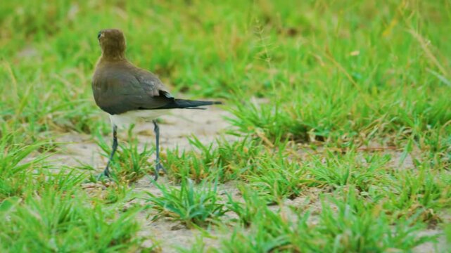 The collared pratincole (Glareola pratincola), also known as the common pratincole or red-winged pratincole, is a wader in the pratincole family. 