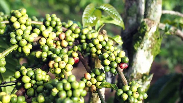 Close-up of unripe green peppercorns growing on a vine in a tropical plantation.