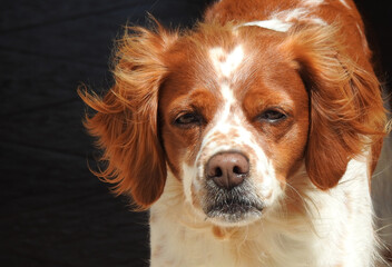 Spaniel breton, Brittany Spaniel © Steve Fossiant