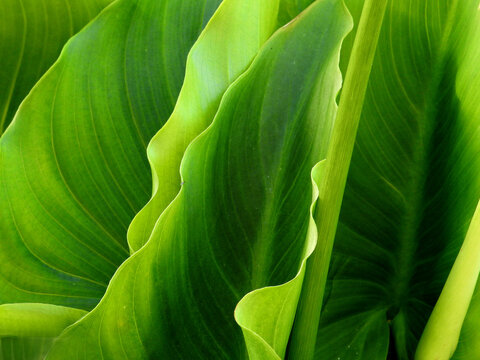 Piante