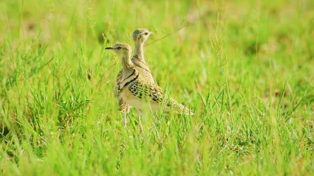 The double-banded courser (Rhinoptilus africanus), also known as the two-banded courser, is a species of bird in the family Glareolidae. In Etosha National Park, Namibia. 