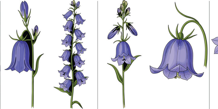 Bluebell flower botanical collection with detailed stems and blossoms, elegant spring floral illustrations in realistic vector style set