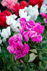 Obraz premium Pink Cyclamen persicum flowers with green patterned leaves, close-up