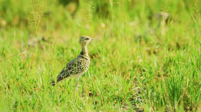 Two double banded courser (Rhinoptilus africanus) foraging in grass in kruger national park of tanzania.