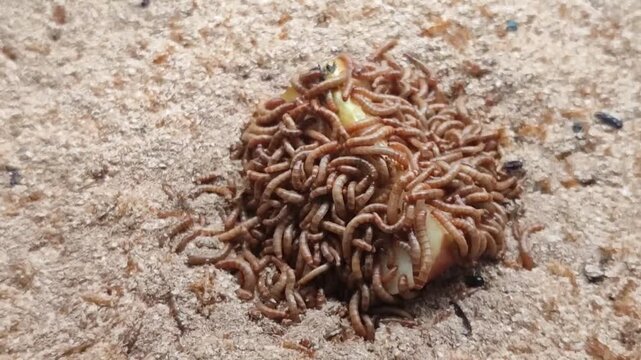 Intense feeding activity of a mealworm larvae colony on an apple section
