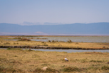 savanna surrounding lake magadi and mountains on horizon at ngorongoro crater national park in tanzania © Ferrer Photography