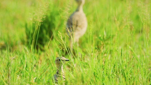 A baby double banded courser (Rhinoptilus africanus) with his mother in grass.