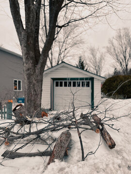 Les branches d'un arbre coup&eacute;es sur la neige en hiver, devant un abri de jardin.