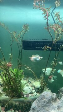 Territorial behavior and aggression between two male Molly fish