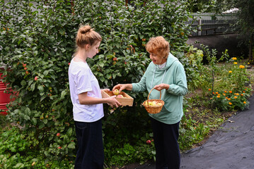 Obraz premium Woman and girl gather apples in garden during afternoon
