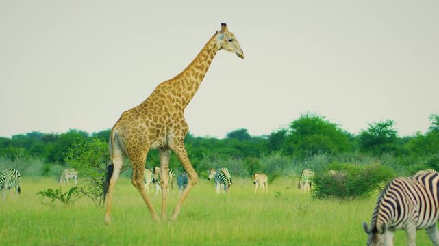 A big male northern giraffe (Giraffa camelopardalis) walking through a herd of Zebras, slow motion 