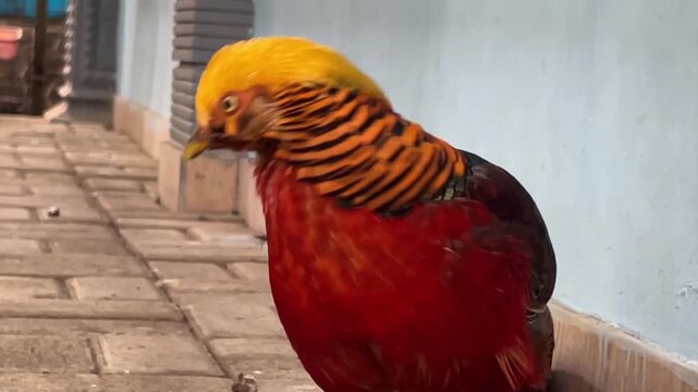 a majestic golden pheasant standing on a paved outdoor area.