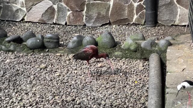 S&atilde;o Tom&eacute; Ibis with dark reddish-brown plumage and long legs standing on gravel near stone wall.