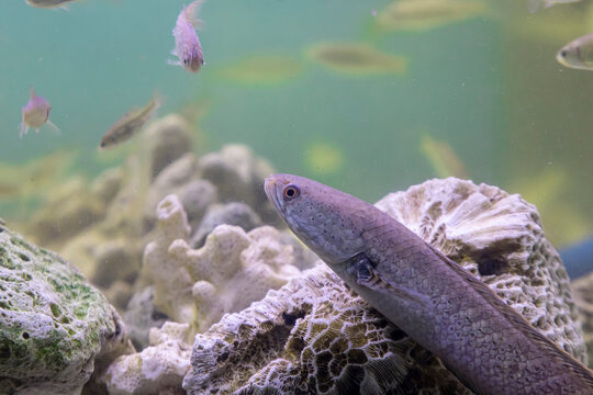 Close up of Javan snakehead (Channa gachua), showing detailed scales, head structure, and natural camouflage pattern in a tropical freshwater habitat. 