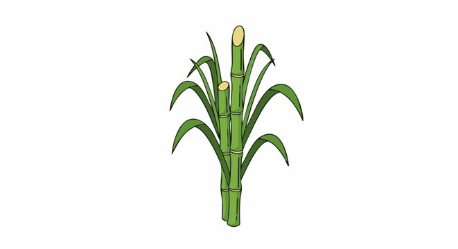 Green sugarcane stalks with long leaves botanical illustration