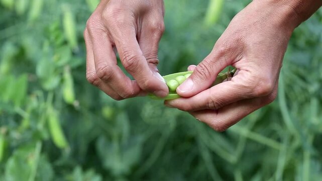 A girl takes green peas out of an open pod.