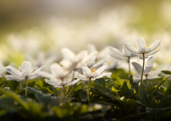 Białe zawilce gajowe kwitnące w lesie wiosną, miękkie światło słoneczne, tło natury. © mycatherina