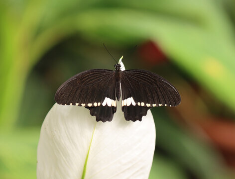 Kleiner Mormon - Common Mormon