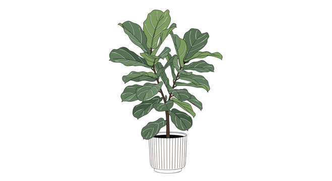Detailed illustration of a fiddle leaf fig plant with large glossy green leaves in a white striped pot for modern home decor and design themes.