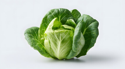 Obraz premium Fresh green lettuce head with dewy leaves on white background conveying crisp natural freshness