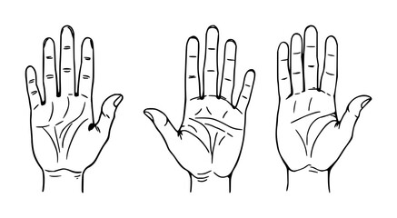 Obraz premium Palmistry hand map set with black line art on white background featuring palmistry, hand map, black line art with illustration and vector