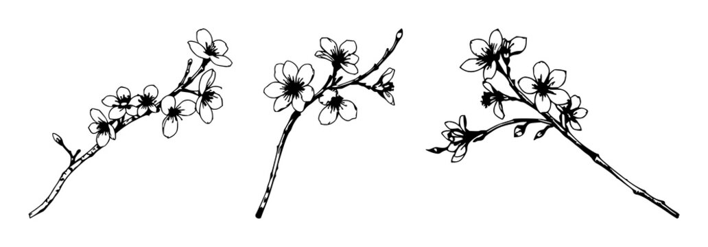 Cherry blossom twig set with clean black line art illustration against white background featuring cherry blossoms, tree twig, spring with minimalist and vector