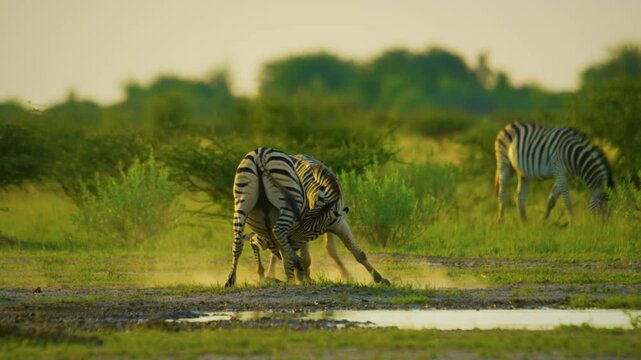 Slow motion footage of two zebras fighting with each other in Central Kalahari Game Reserve of Botswana of southern Africa.