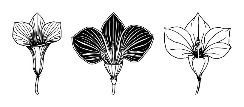 Corpse flower illustration set with black line art on white background featuring botanical, floral, illustration with vector and design