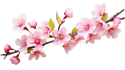 Naklejka premium flowering pink cherry branch, floral spring blossom isolated on white background