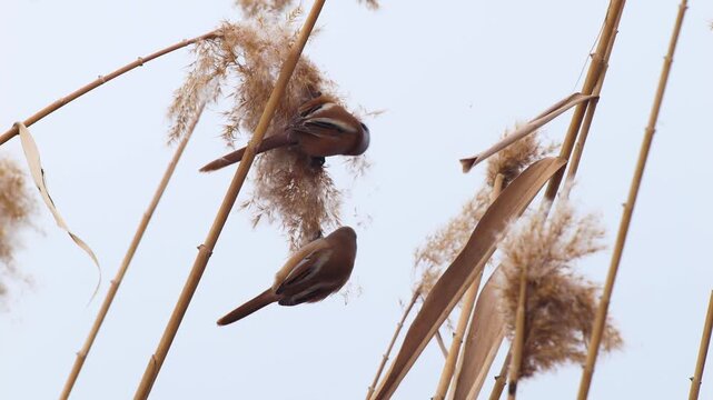 Wildlife - Birds. They feed on bearded reedling (Panurus biarmicus) birds, insects and reed seeds that live in large reeds in wetlands.