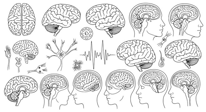 Brain anatomical illustrations set with detailed neural structures and human head diagrams featuring anatomy, medical, illustration with science and