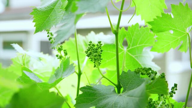 A closeup view of grapevine leaves and clusters in a garden setting outdoors