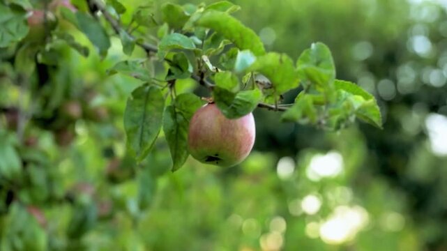 A ripe red apple hanging from a tree branch with green leaves in garden