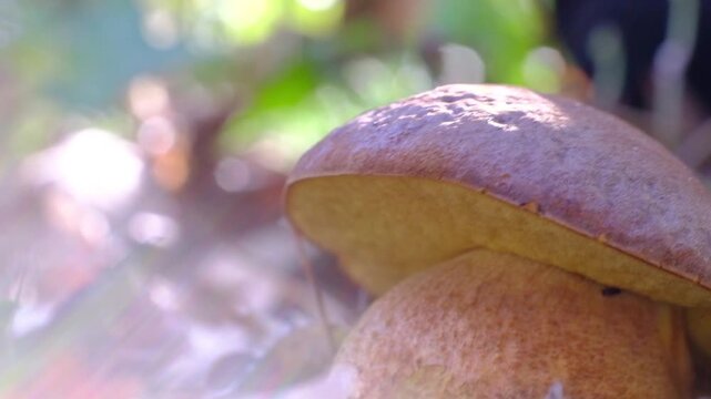boletus  mushroom