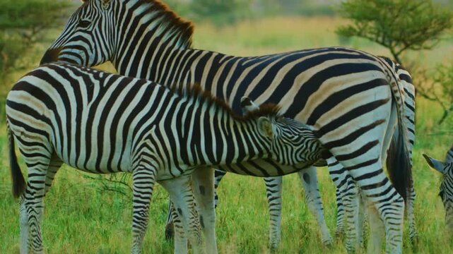 Slow motion footage of a zebra mother breastfeeding her baby.