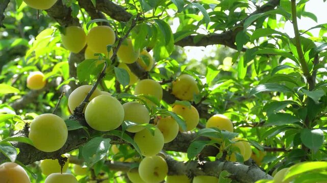 Fresh yellow plums hanging from tree branches with green leaves outdoors