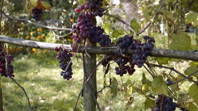 Grapes hanging from a wooden trellis in a lush vineyard on a sunny day outdoors