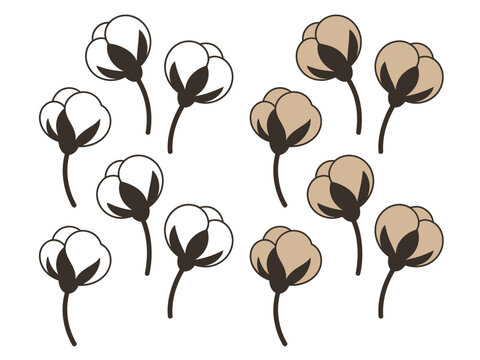 Simple of white and beige cotton bolls with dark brown stems and leaves plant flower