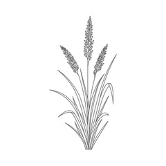 Fototapeta premium minimalist plant illustration an elegant grass outline design for botanical drawings and natural growth concepts