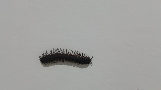 A high-angle close-up captures a small  dark  fuzzy millipede with distinct segmentation and numerous tiny legs  crawling diagonally across a plain  light-colored background.