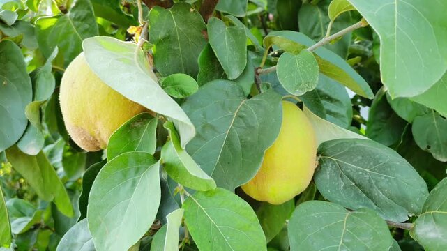 Two yellow pears hanging from tree branch with green leaves