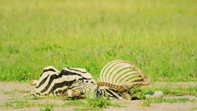 Zebra, Dead Animal Body Lying on the Ground Killed by Anthrax Poisoning, Poisoned by Bacteria and Disease in Maasai Mara in Kenya, Africa Savanna, Scientific Biology. 