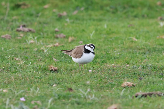 Little Ringed Plover(Charadrius dubius). The dreamer