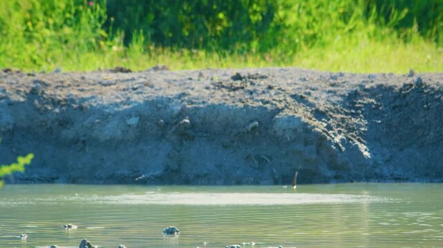 Pink Northern Carmine Bee-eater, Botswana. Wildlife scene from Africa. Bee-eater with catch in the bill, Okavango in Botswana. 