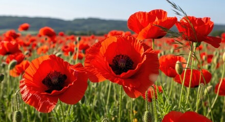 Obraz premium A vibrant field of blooming red poppies reaching towards a soft and cloudy overcast morning sky.