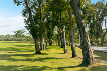 Obraz premium Tree lined park with green lawn and sunlight, peaceful outdoor walkway