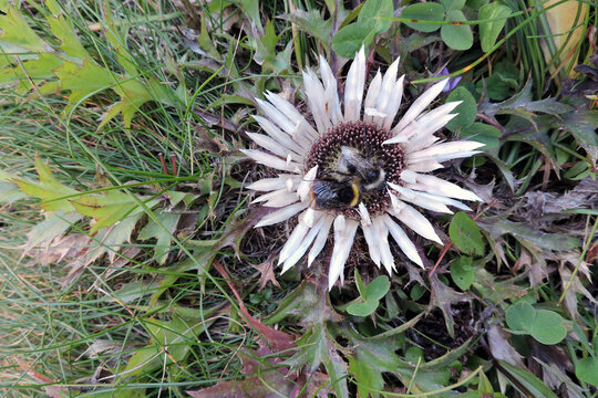 An early bumblebee and a forest cuckoo bumblebee pollinating silver carline thistle in the Tatra Mountains
