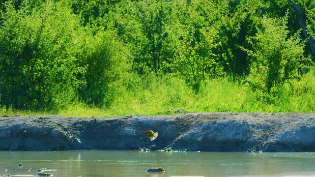 The northern carmine bee-eater (Merops nubicus) picking food from a river in Okavango in Botswana.